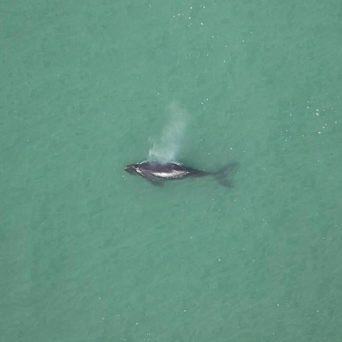 Endangered North Atlantic right whale baby found dead near North Carolina